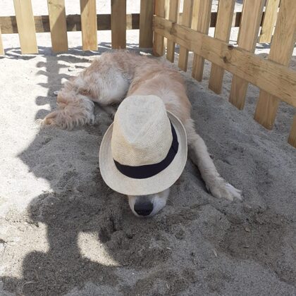 Wanda: "Vittoria Dell'Antica Casa"