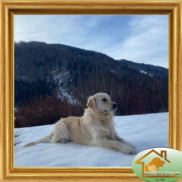 Roy Quest for Glory Dell' Antica Casa nato il 1/12/21