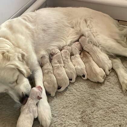 Olly, Daisy Dell'Antica Casa con i suoi cuccioli