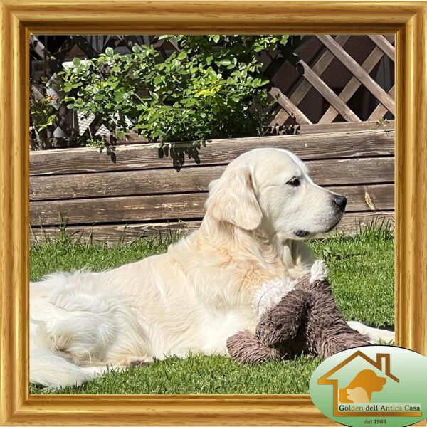 Balu, "Damien Dell'Antica Casa"