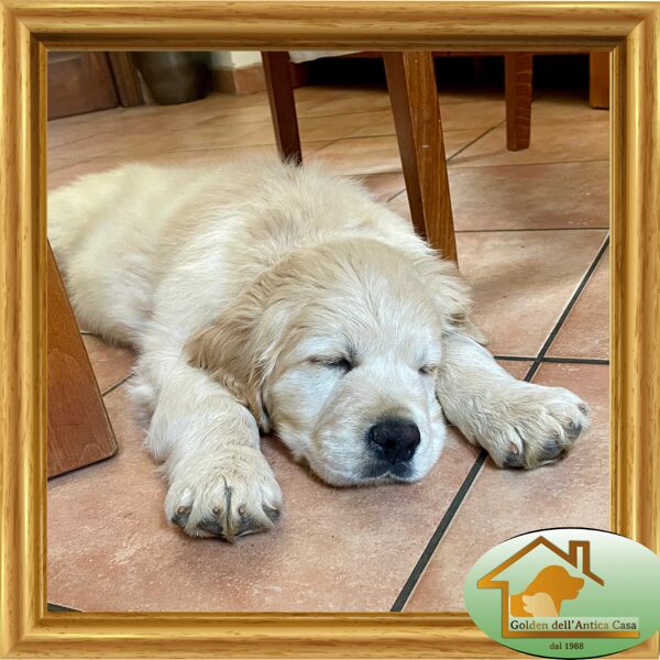 Vince to Antica Casa du Bois de la Rayere