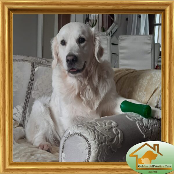 Ray "Quest for Life Dell'Antica Casa" nato il 01/12/2021