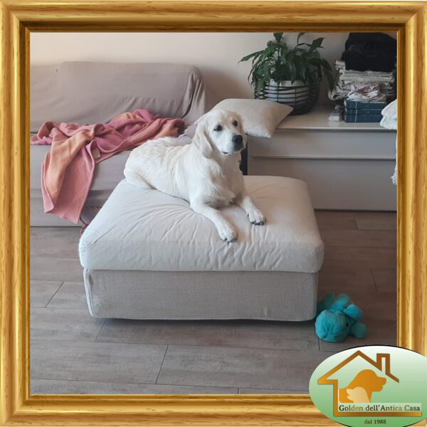 Bea "Your Passion Dell'Antica Casa" nata il 13/11/2023