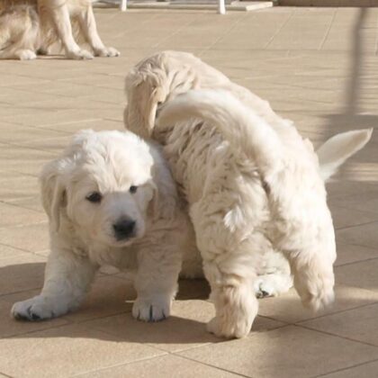 Due cuccioli della Winny e Argo