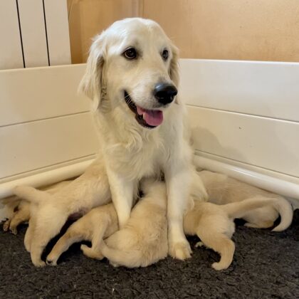 Pirika, Maggie Dell'Antica Casa con i suoi cuccioli