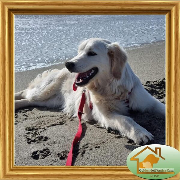 Sally "Sweet Caroline Dell' Antica Casa" nata il 18/07/2022