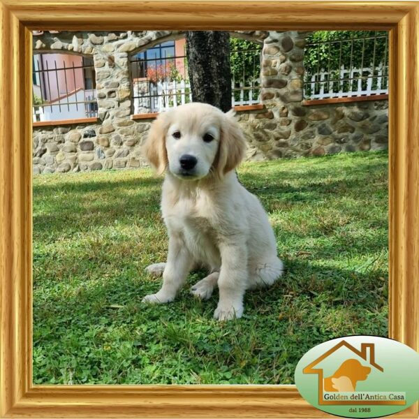 Sally "Sweet Caroline Dell' Antica Casa" nata il 18/07/2022