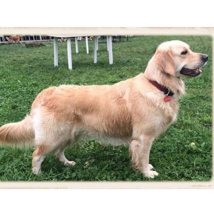 Penny "Cassandra Dell'Antica Casa"