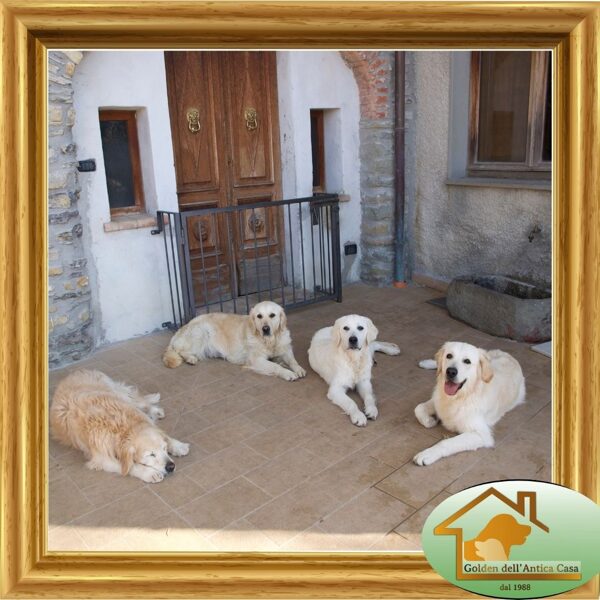 La banda: Kiki, Ivy, Matty e Daisy