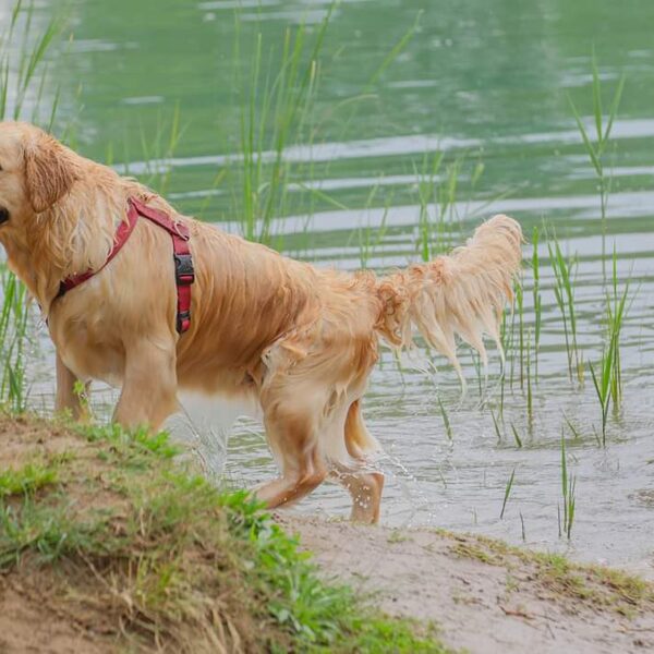 Ambra "The Queen Dell'Antica Casa" nata il 07/09/2022