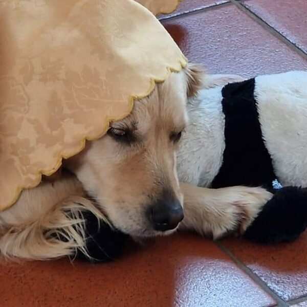 Mirò "Ilenia Dell'Antica Casa" nata il 29/01/2020 con la sua pupazza preferita