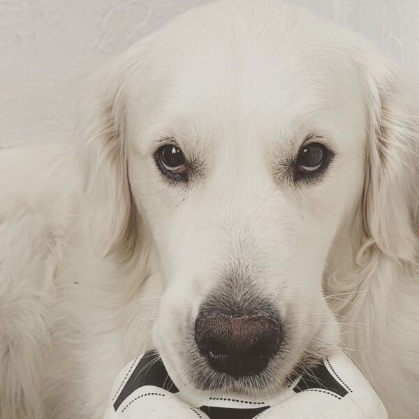 Junior "Ivanhoe Dell'Antica Casa"