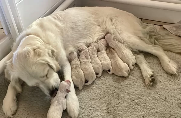 Olly, Daisy Dell'Antica Casa con i suoi cuccioli