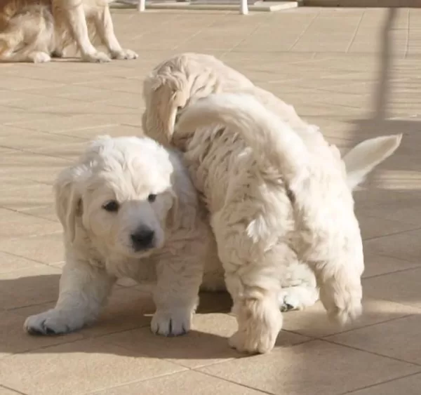 Due cuccioli della Winny e Argo