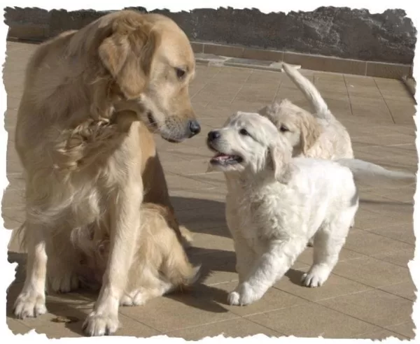 Winny e i suoi cuccioli nati il 29/01/2020