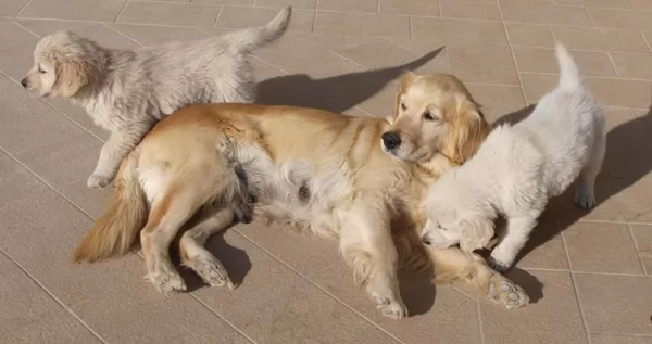 Winny e i suoi cuccioli nati il 29/01/2020