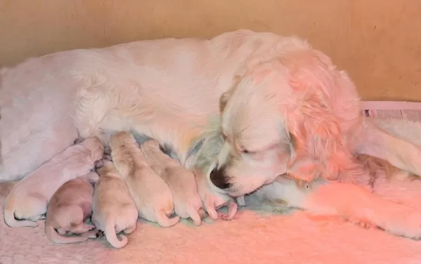 Ivy, Ivonne du Bois de la Rayere con i suoi cuccioli