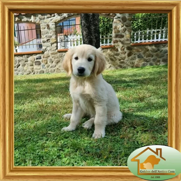 Sally "Sweet Caroline Dell' Antica Casa" nata il 18/07/2022