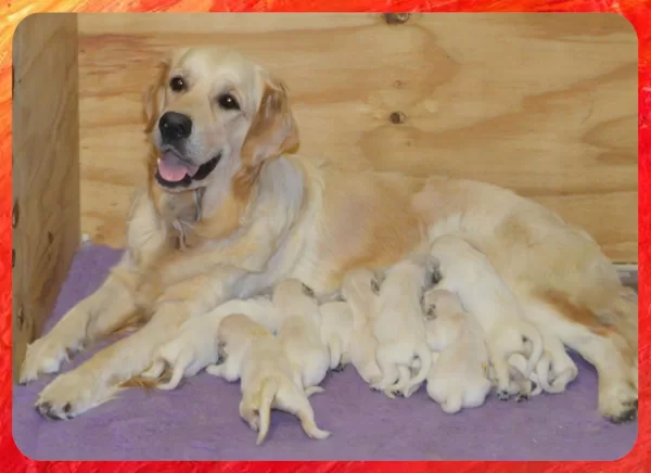 Winny e i suoi cuccioli nati il 29/01/2020