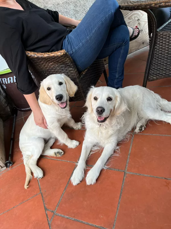 Fratelli: Mia e Spike, Wish to Dream e Wish to Run Dell'Antica Casa nati il 10/01/23