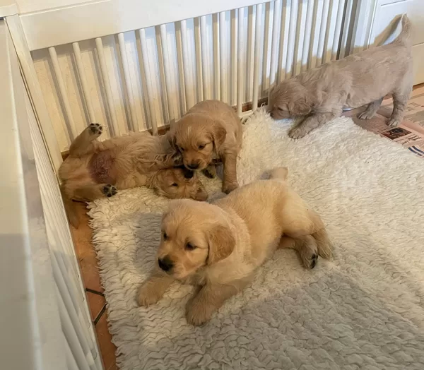 I cuccioli di Miro e Boy nati il 14/09/2022