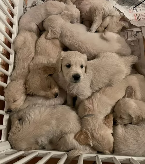 I cuccioli di Senna e Boy nati il 07/09/2022